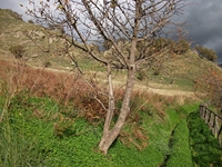 cantara gurne23122011 171